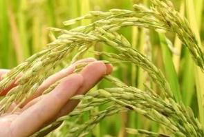東北大米能滿足全國人民的需要嗎？看完這個你就知道了！