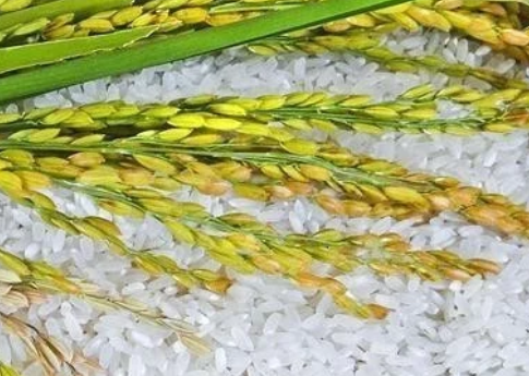 打造種業(yè)&ldquo;中國(guó)芯&rdquo;！隆平生物種業(yè)產(chǎn)業(yè)園開工建設(shè)，總投資120億